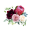 ranunculus-fukuoka.com favicon